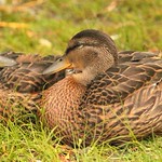 "I love you brother." "I love you sister."