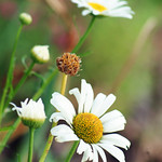 Daisy Patch
