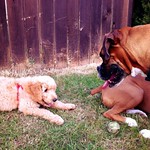 Meeting the neighbors.