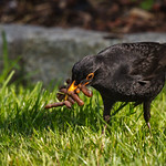Amsel M&auml;nnchen (Turdus merula)
