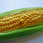 Sweet Corn