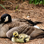 Shhh!My mom is sleeping!