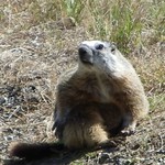 Hoary marmot
