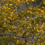 creosote colors #1 _ springtime gold _ scottsdale, arizona