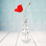 The poppy opens her scarlet purse of dreams.