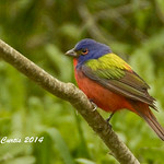 Painted Bunting