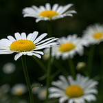 Take Time To Smell Flowers (Explore)