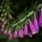 ... foxglove by the side of the road in the forest....
