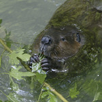 American Trail at the Smithsonian's National Zoo