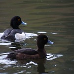 Tufted Duck 2