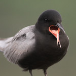 Black Tern