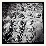 Cabbage patch in B&W