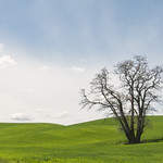 Palouse Tree