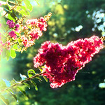 P6300002 Against a bright sun