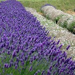 10 things: Lavender dreams