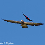 Blackbird Harasses Swainson's Hawk