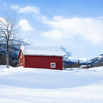 the red house & the tree
