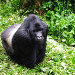 The king silverback!