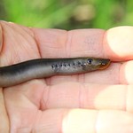 brook lamprey IMG_4581