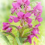 Rosebay Willowherb
