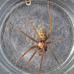 Giant House Spider