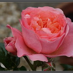 P1140119 Pink Abundance