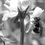 Hommel op bloem zwart wit / Bumblebee on a flower in black and white