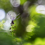 "Tournicoti tournicoton"