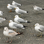 The Seagulls