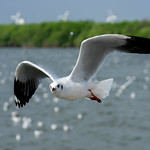 Flying seagull