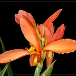 Orange Canna Lily