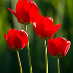 Red Tulips