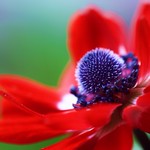Red Anemone