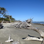 Driftwood Beach