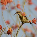 Sunbird