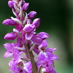 Early Purple Orchids