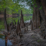 Canoochee River Scene
