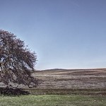 Lonely in the prairie