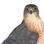 Cooper&rsquo;s Hawk (Accipiter cooperii)