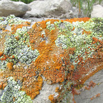 Lichens