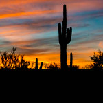 Sonoran Sunset