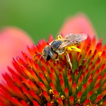 Echinacea with Bee Macro
