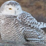 Snowy Owl 3