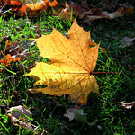 Fallen Leaves