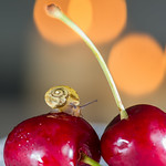 Cherry-snail