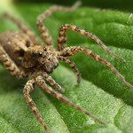 Wolf spider