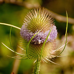 Wild Teasel