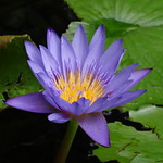 What a beauty of a water lily!
