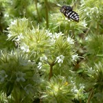 Epeolus over Thymus mastichina