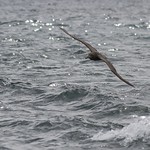 Black Petrel (zwarte stormvogel)